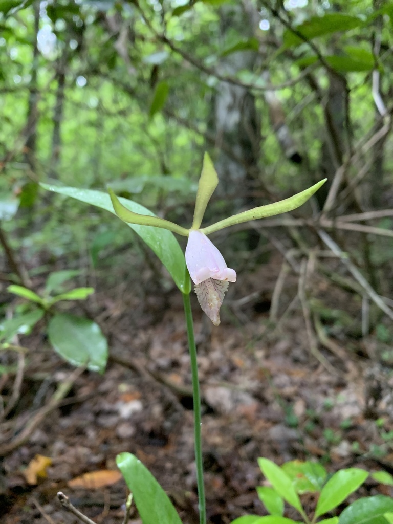 Cleistesiopsis bifaria
