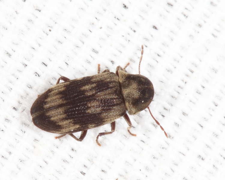 Hadrobregmus