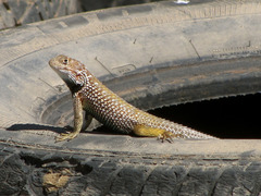 Sceloporus zosteromus rufidorsum