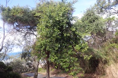 Petalostigma