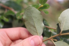 Petalostigma