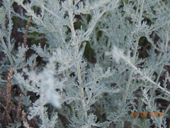 Artemisia nitrosa