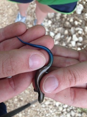 Plestiodon tetragrammus
