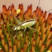 Meadow Katydid - Photo (c) Louise Woodrich, some rights reserved (CC BY), uploaded by Louise Woodrich