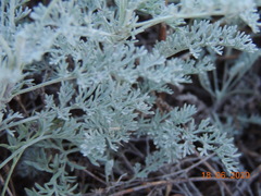Artemisia nitrosa