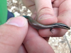 Plestiodon tetragrammus