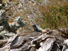 Sceloporus zosteromus