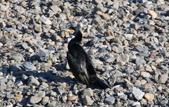 Phalacrocorax carbo