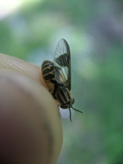 Chrysops sackeni