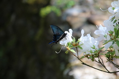 Papilio dehaanii