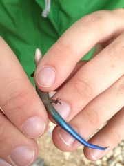 Plestiodon tetragrammus