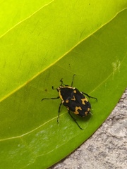 Amithao marginicollis