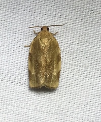 Choristoneura fractivittana