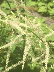 Aruncus