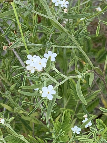 Euploca tenella, photograph 6