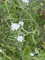Euploca tenella, photograph saltyhiker, CC BY, iNaturalist via GBIF
