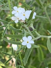 Euploca tenella, photograph saltyhiker, CC BY, iNaturalist via GBIF