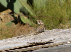 Sceloporus zosteromus rufidorsum