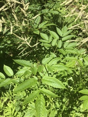 Aruncus