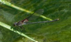 Hetaerina americana