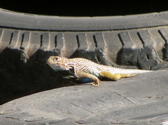 Sceloporus zosteromus rufidorsum