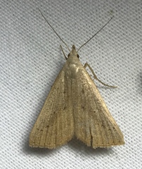 Macrochilo louisiana