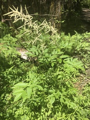 Aruncus