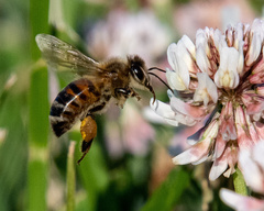 Apis mellifera
