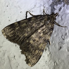 Aglossa pinguinalis