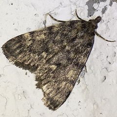 Aglossa pinguinalis