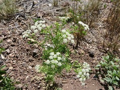 Ligusticum