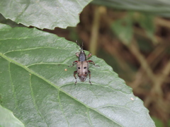Cercidocerus erubescens