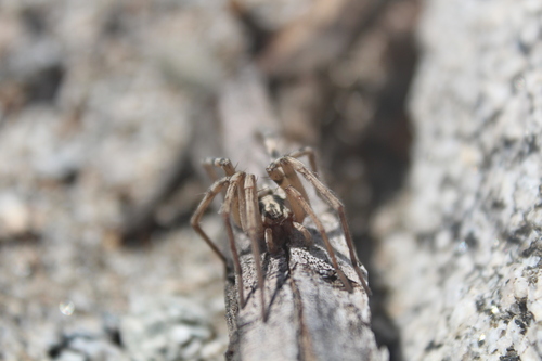 iNaturalist observation photo of Syspira
