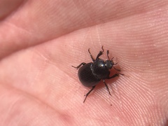 Platyceroides infernus