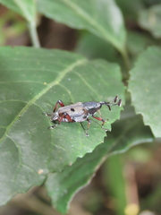 Cercidocerus erubescens