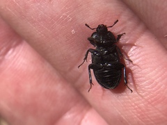 Platyceroides infernus