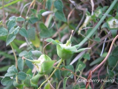 Codonopsis kawakamii