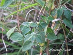 Codonopsis kawakamii