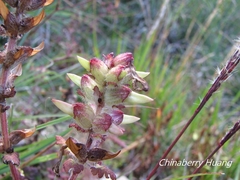 Pedicularis refracta transmorrisonensis