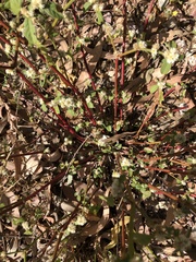 Alternanthera ficoidea