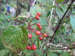 Viburnum betulifolium