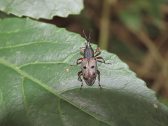 Cercidocerus erubescens