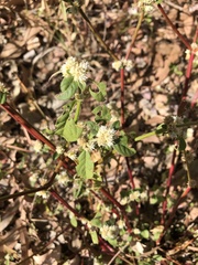 Alternanthera ficoidea
