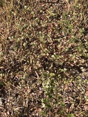 Alternanthera ficoidea