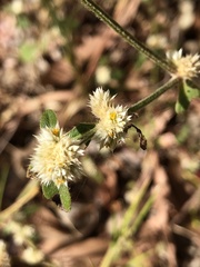 Alternanthera ficoidea