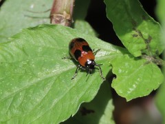 Physosmaragdina nigrifrons