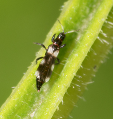 Aeolothrips