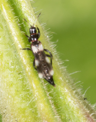 Aeolothrips