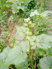 Alcea rosea