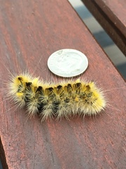 Lophocampa argentata